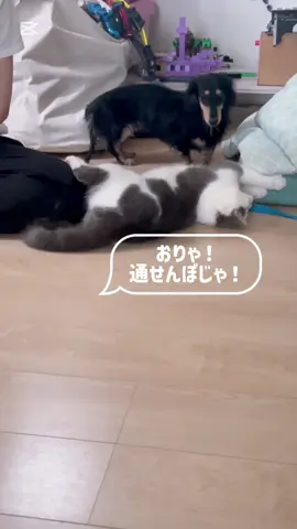 【猫と犬🐱ྀི🐶ྀི❤️】#short #スコティッシュストレート #カニヘンダックス #犬猫 #わんにゃん 