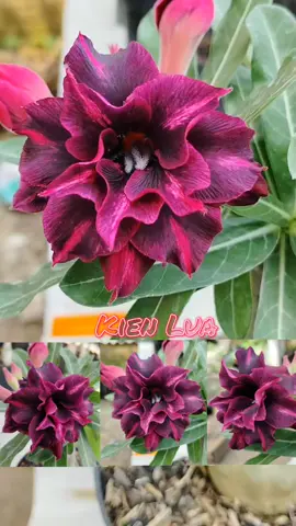 made in solo - indonesia #adenium #adeniumbungatumpuk #tanamanhias 