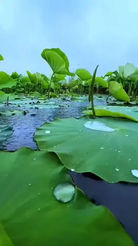 #পুরো_ভিডিও_টা_দেখুন #trend #foryoupage #foryou #unfrezzmyaccount 