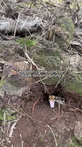 oon #telurgulung 