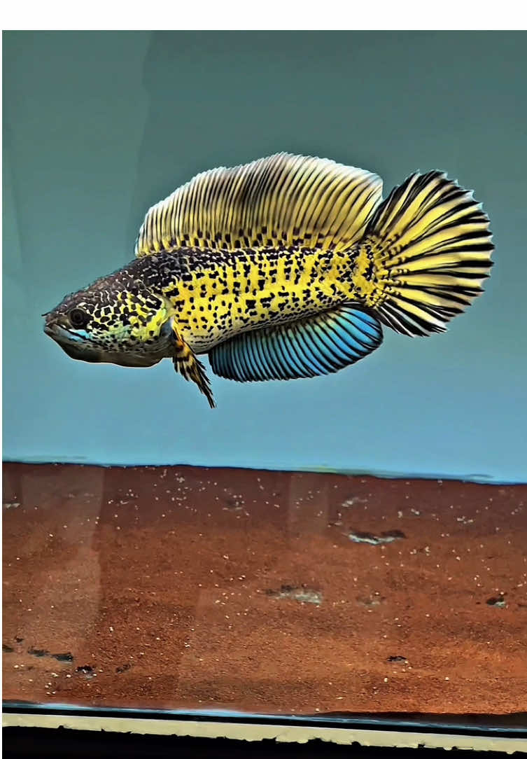tebak ukuran? name is JB 👑👑 #channa #channaindonesia #channauranti #aurantimaculata #aurantihighfin 