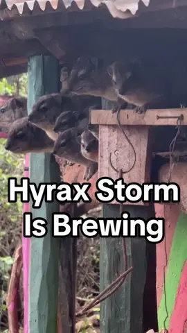The all came out to see what was happening this morning. Check out hyraxhut.com #hyrax #awawa #funnyanimals 