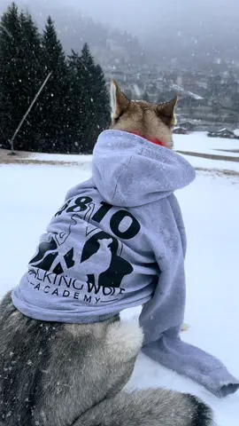 Ma che cazzo parlate di cane, montagna e alpinismo, quando al massimo avete scalato il cesso chimico dei vostri campi ( di patate) cinofili 🌈 walkingwolfofficial.com #persemprewalkingwolf #lupocecoslovacco #montagna #Lifestyle 