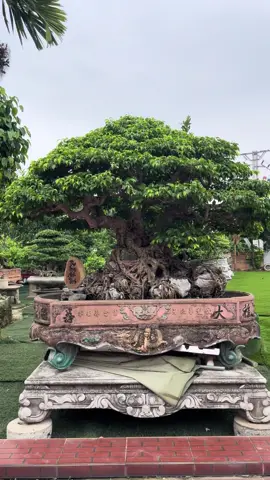 Mời các bác ngắm ạ#xuhuongtiktok #caycanh 