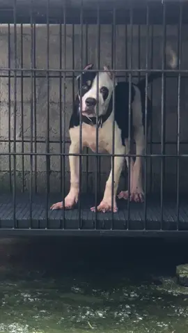 #pitbullindonesia #nickovonfjablitar #doglovers #jckvonbitbulkenell #anakanpitbull 