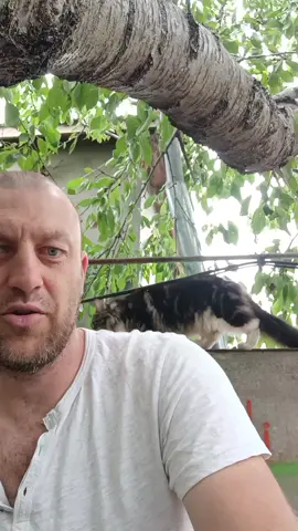 гості