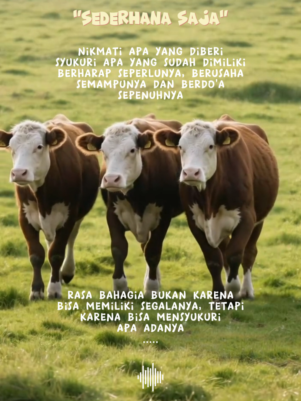 sapi berbaris . . . . . . . . #sapi #tiktokviral #fyptiktok #sapiviral #sapitiktok 