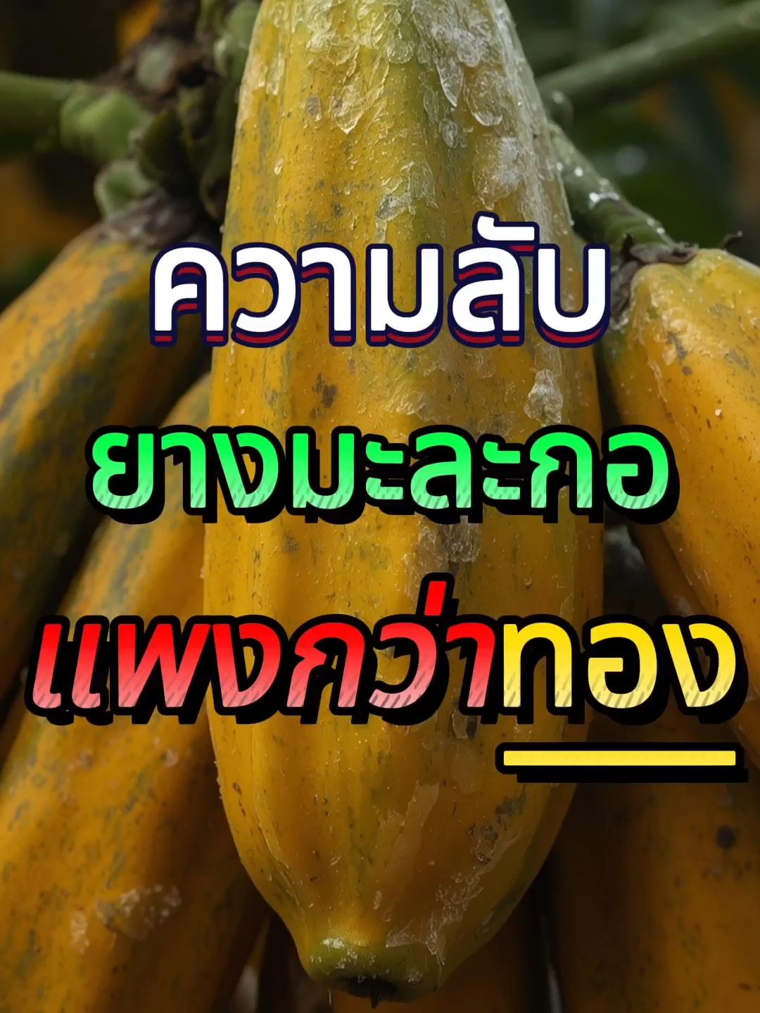 มะละกอ = ทองคำ?? ยางมะละกอแพงกว่าทองจริงหรอ!  #มะละกอ #ความรู้รอบตัว #สาระแปลกใหม่ #Papain #ยางมะละกอ #แพงกว่าทอง #ความลับเกษตร #คลิปสั้นความรู้