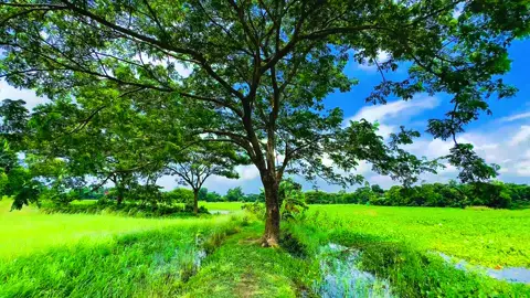 সবচেয়ে আপনজনই একদিন অচেনা হয়ে যায়…❤️‍🩹 #foryou 