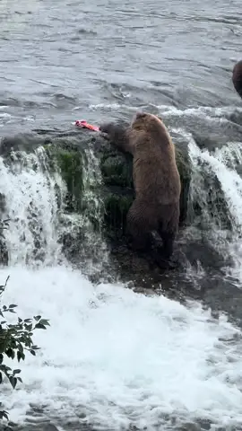 Too good not to put on the tok.  Chunky bear being sneaky at @Katmai National Park #brooksfalls #BrooksBears 