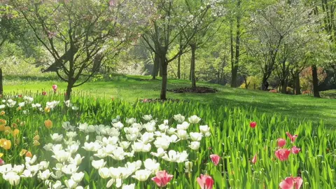 “Không có thứ mình yêu , thì hãy yêu thứ mình có “ #xuhuong #viral #flowers #fyp #foryou 