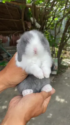 Go มาเลเซีย#ฟาร์มกระต่ายพี่นีเพชรบุรี #กระต่ายน่ารัก #สัตว์เลี้ยงน่ารัก #hollandlop #กระต่าย 