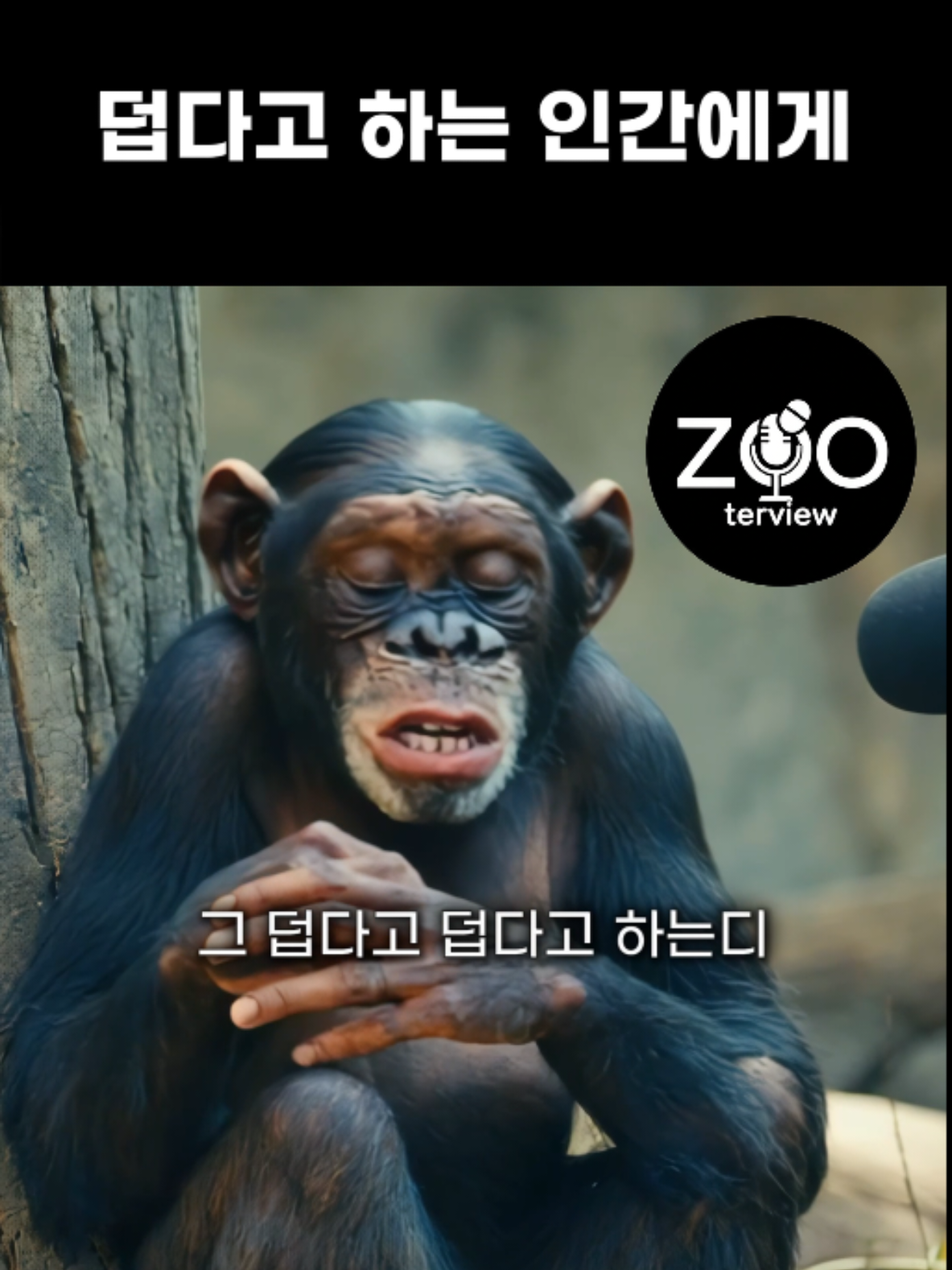 행복한줄알어 #쥬터뷰 #행복한줄알어 #funy #래퍼냥이 