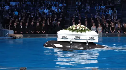 #orcasharkorcasharkattack #foryoupage #trending #jessicaredcliffeocra #orcasharkincident 