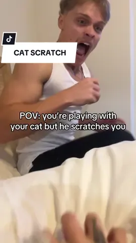 Stupid cat 