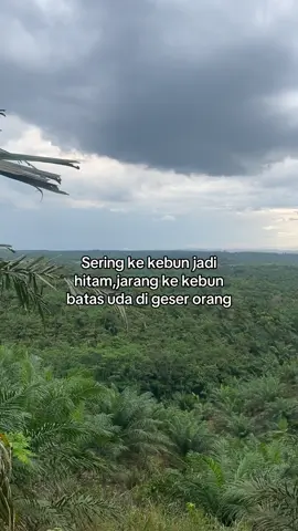 #sawitriau #sawitontiktok #foryou #masukberandafyp 
