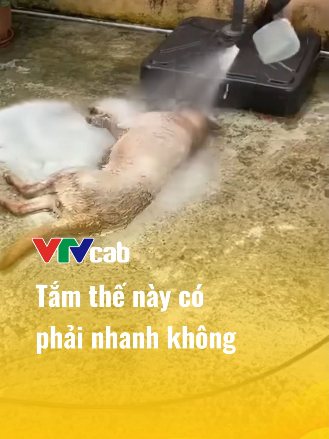 Tắm thế này có phải nhanh không #vtvcab #vtvcabgiaitri