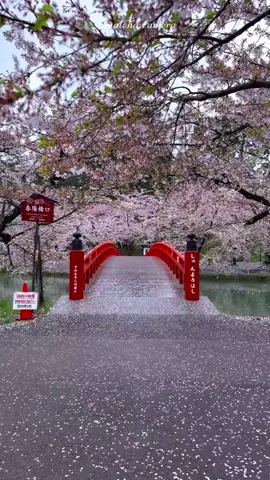 #japan 