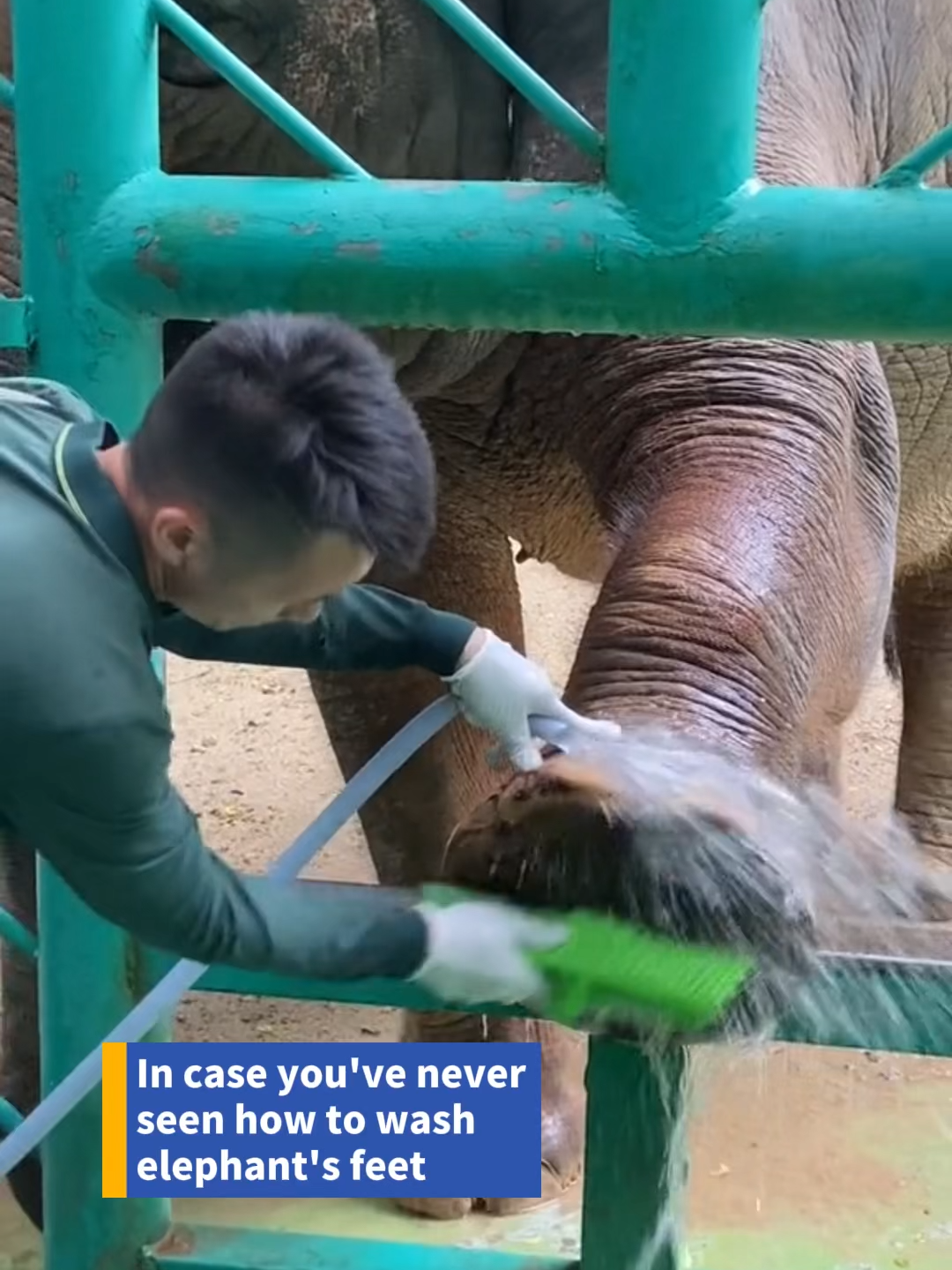 *Elephant back home: OMG folks those bugs outside not only washed my feet for free but also gave me food!* An elephant keeper shared a video on social media showing how to wash an elephant’s feet. While most of us will probably never get to care for an elephant, their heartwarming, seamless interaction is truly touching!🥺 #touching #spirituality #elephant #animals #animallover #funny #fyp