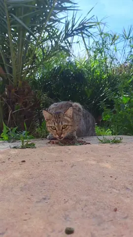 Help street cats live better lives 🐈💙#sweetcat #animals #hungrykittens #straycats 