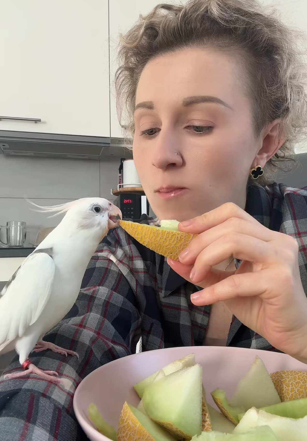 Eating melon with Edek, my cockatiel - sharing fruit and a song at the same time 🎶🐦🍈❤️ #cockatiel #singingbird #funnybird #parrotsoftiktok #birdtok #corella #edek #birdsoftiktok #PetsOfTikTok #cutebird #talentedbird #parrotlove #melonlover