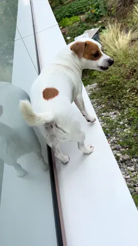 #dog #dogs #jackrussell #jackrussellterrier #jackrussellsoftiktok 