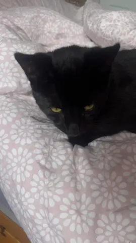 Bean boy 🫘🐱