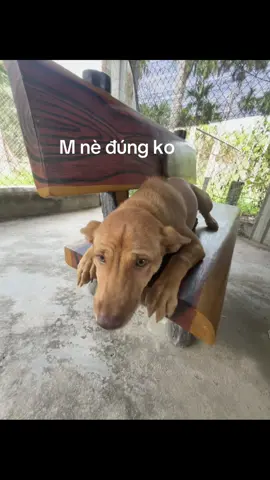 m chứ j#vairal #fyp #xuhuonggggggggggggggggg 