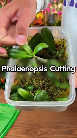 Teach you how to propagate Phalaenopsis orchids in one minute#plants #gardening #flowers #houseplants #indoorplants #planting #garden #cutting 