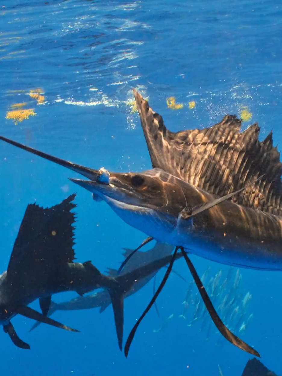 #animals #sealfish #nature #animalsworld #foryoupage 