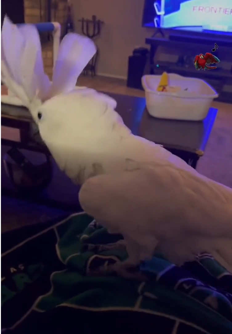 Unser Flauschkopfchen ist schlecht gelaunt... 🦜😤…und klaut allen den Schlaf! 😴💢#cockatoos #parrot #viralbird #parrotsings #funnypets 