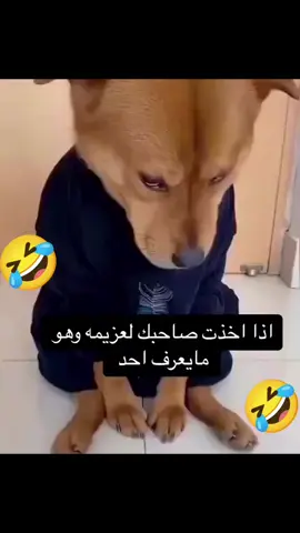 #الصين_ماله_حل😂 #