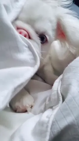 He's Pawfect! 🥰#puppiesoftiktok #dogsoftiktok #fyp #puppy #PETS 