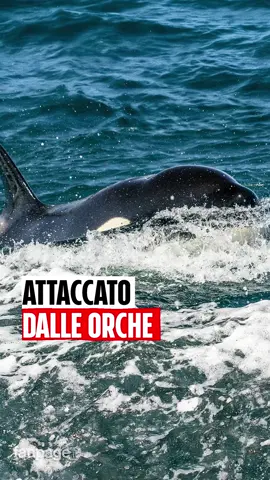 “Ho cercato di parlare con le orche, come per dire ‘per favore smettetela” Attaccato dalle orche nello Stretto di Gibilterra: colpivano la barca, giocavano con il timone che hanno spaccato in due… Il racconto e la paura dell’uomo