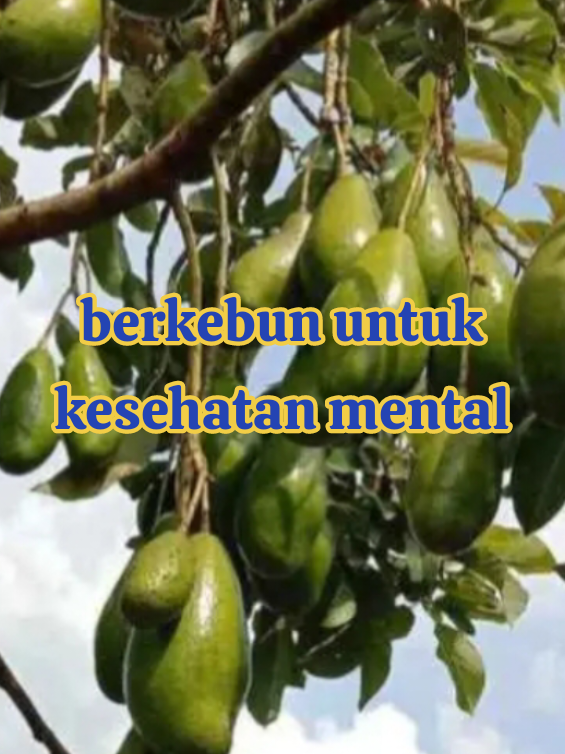 Tips Berkebun #Alpukat untuk Kesehatan Mental 1. Mulai dengan varietas yang mudah dirawat. 2. Buat jadwal berkebun yang teratur. 3. Fokus pada proses, bukan hasil. 4. Nikmati waktu di alam dan biarkan diri Anda relaks. 5. Bagikan hasil #panen dengan orang lain untuk meningkatkan koneksi sosial. Dengan #berkebun Alpukat Anda dapat meningkatkan kesehatan mental dan merasakan manfaatnya dalam kehidupan sehari-hari. #alpukatpesawaran #holtikultura 