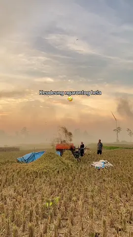 #fyp #sawah #loji #karawang 