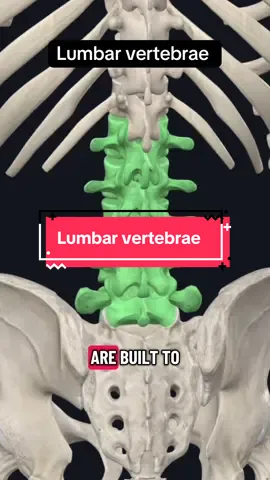 💀 Your lower back carries it all! The lumbar vertebrae are the biggest, strongest bones of the spine — but also the most injury-prone. Here’s what makes them unique 👇 #spine #lumbar #bones #anatomy #physio 