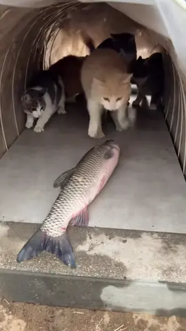 😾: please notify my lawyer 🔥#funny #cat #usaus #foryou #funnyvideo #funnycat #fyp #catsoftiktok 