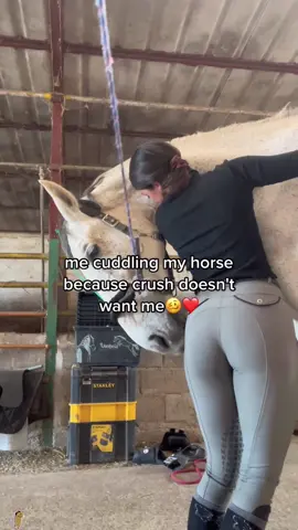 Lustful horse #horse#kick#donkey#foryou#fyp