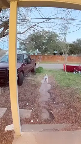 Unlucky dog😭🐾#dog #funny #dogsoftiktok #pet #foryou #funnydog #funnyanimals 