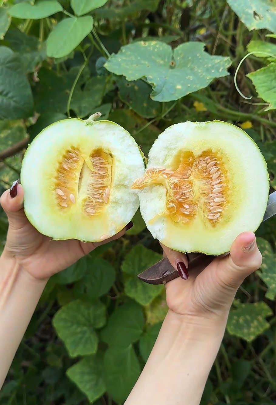 #cut #asmr #fruit #fruits #mango 