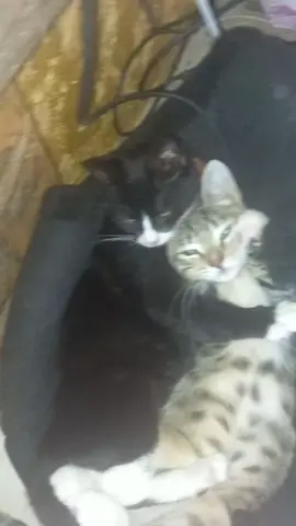 could be us...?@chinmoku #fyp #kitten #cat #cute #us 