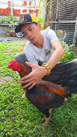ăn 6 