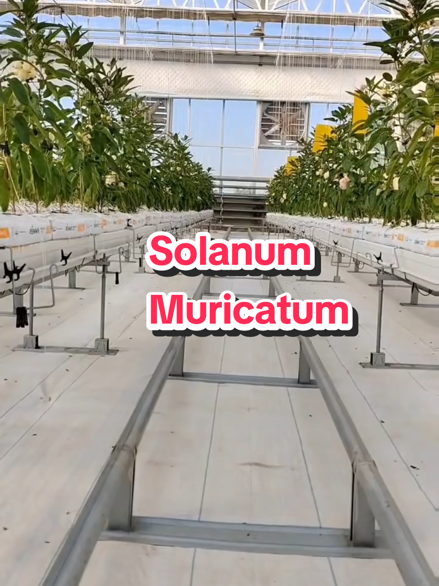 #greenhouse #agriculture #hydroponics  #solanummuricatum  #greenhousegarden  Cocopeat growing for fruit in greenhouse