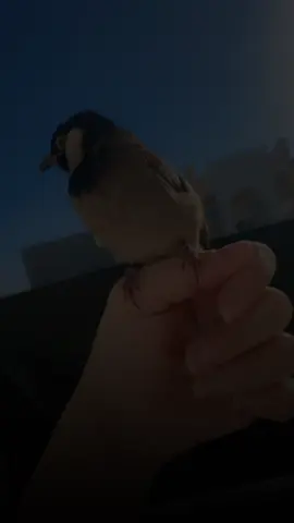 #بلابل_العراقيه  