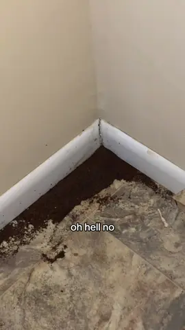 Those damn ants. Time to calk the trim to stop them from coming in.
