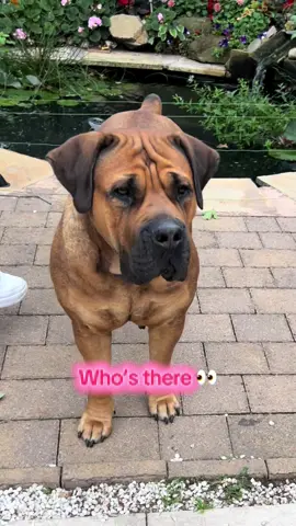 Shylo On The Look Out 👀 #bigdog #boerboel #guarddog #pond #dog 