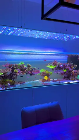 🙌🏼🙌🏼🙌🏼 #aquascape#aquarium#coralreef#reeftank#reef