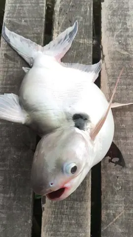 #🤣🤣🤣#fishing #caucavodem #xuhuong #xuhuongtiktok 