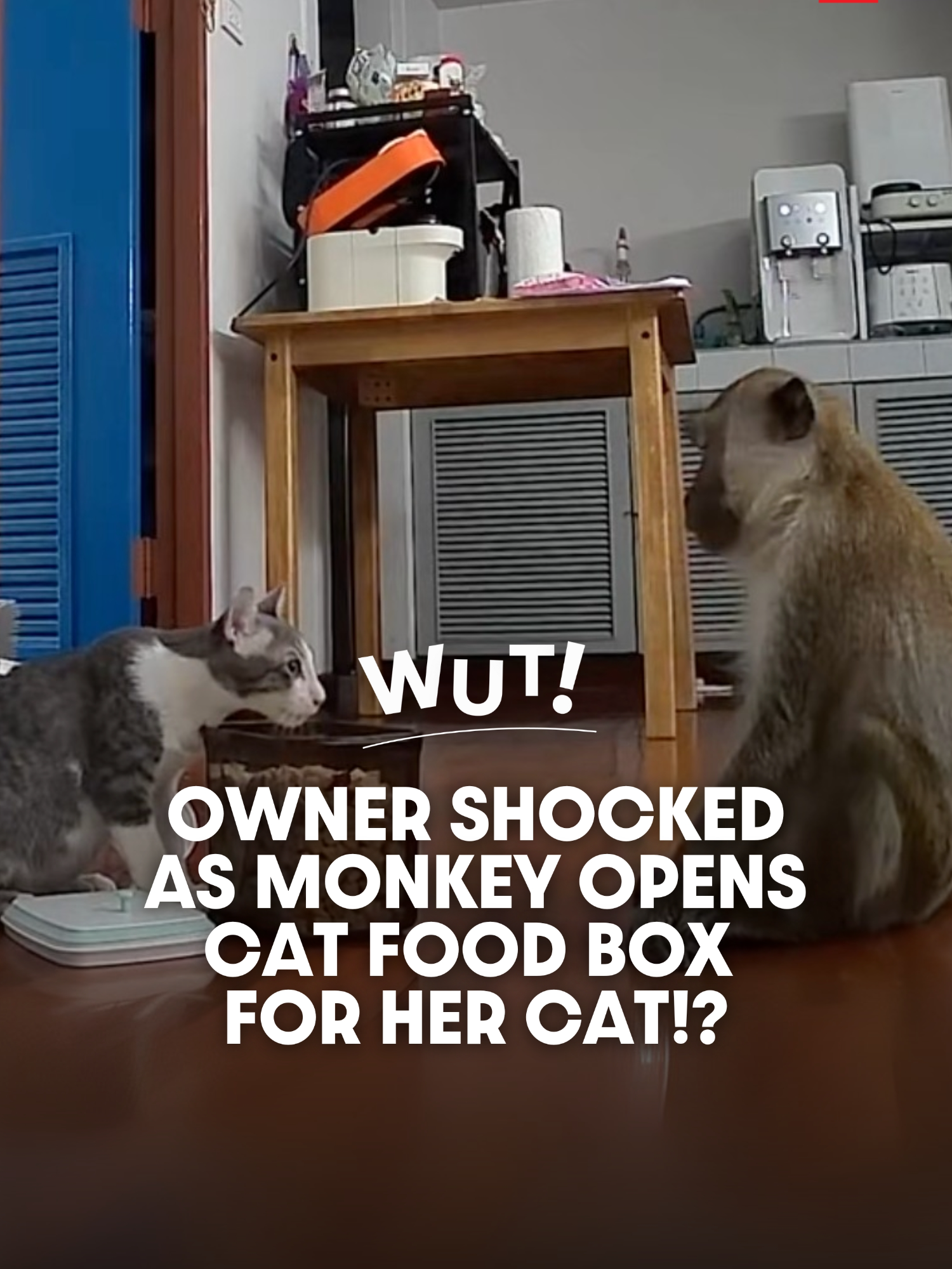 For anyone wondering, the account owner’s house is located near Khao Sam Muk in Bang Saen, Chonburi, where a large number of monkeys live in the wild. Many houses in the area often encounter such incidents, but this was her first time experiencing a monkey breaking into her home. . สำหรับท่านใดที่สงสัยบ้านของเจ้าของแอคเคาท์อยู่ใกล้เขาสามมุข อำเภอบางแสน จังหวัดชลบุรีที่มีลิงอาศัยอยู่ตามธรรมชาติเป็นจำนวนมากและหลาย ๆ บ้านบริเวณนั้นก็มักจะเจอเหตุการณ์ แต่ครั้งนี้เป็นครั้งแรกของเธอที่เจอลิงบุกบ้านแบบนี้ . 📹 Video courtesy of TikTok ‘coladeemkung’ . Follow us for more news and updates in Thailand. #WUT #TSLTHWUT #NEWS #ViralVideo #Thailand